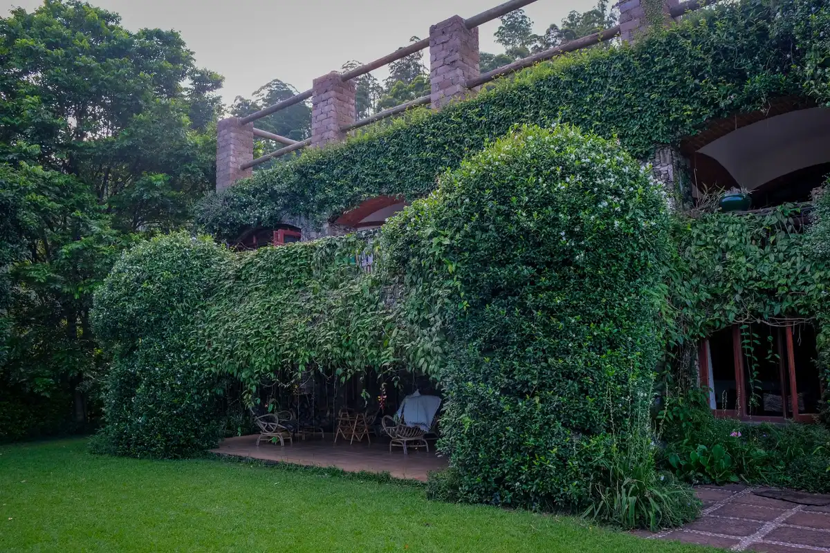 Plantes grimpantes et végétaux en pots rafraîchissant une terrasse