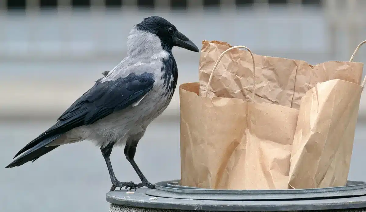 Main anonyme retirant un sac-poubelle hermétique d'une poubelle