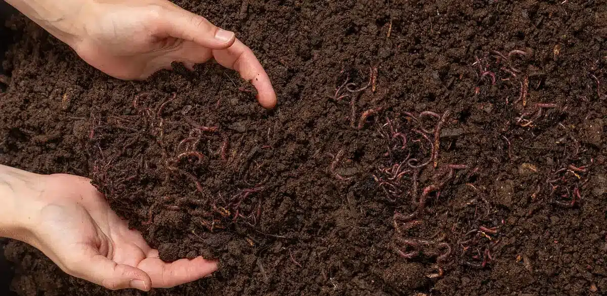 Ajout de compost sur le sol d'une haie pour corriger les carences