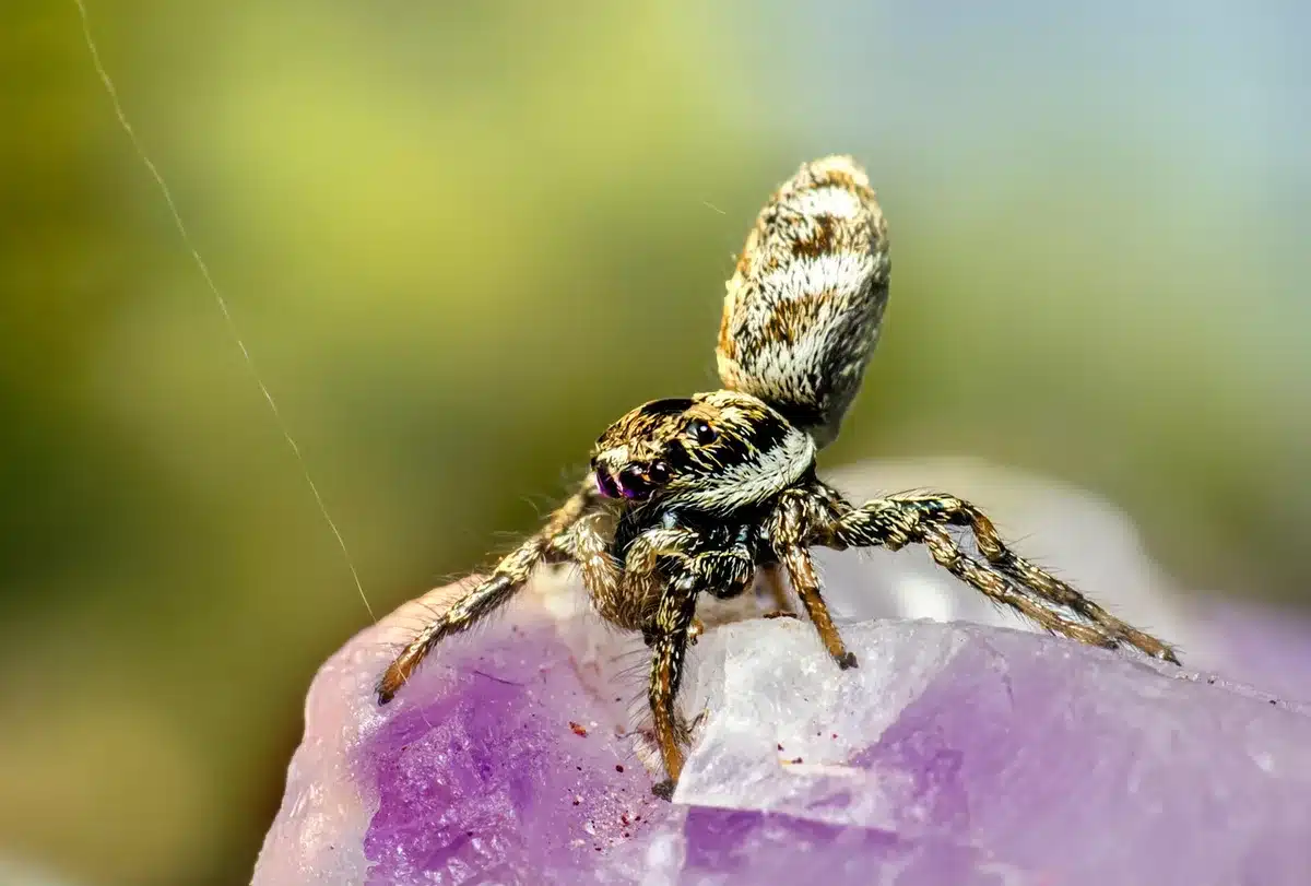 Araignée sauteuse sur un mur près d'une fenêtre