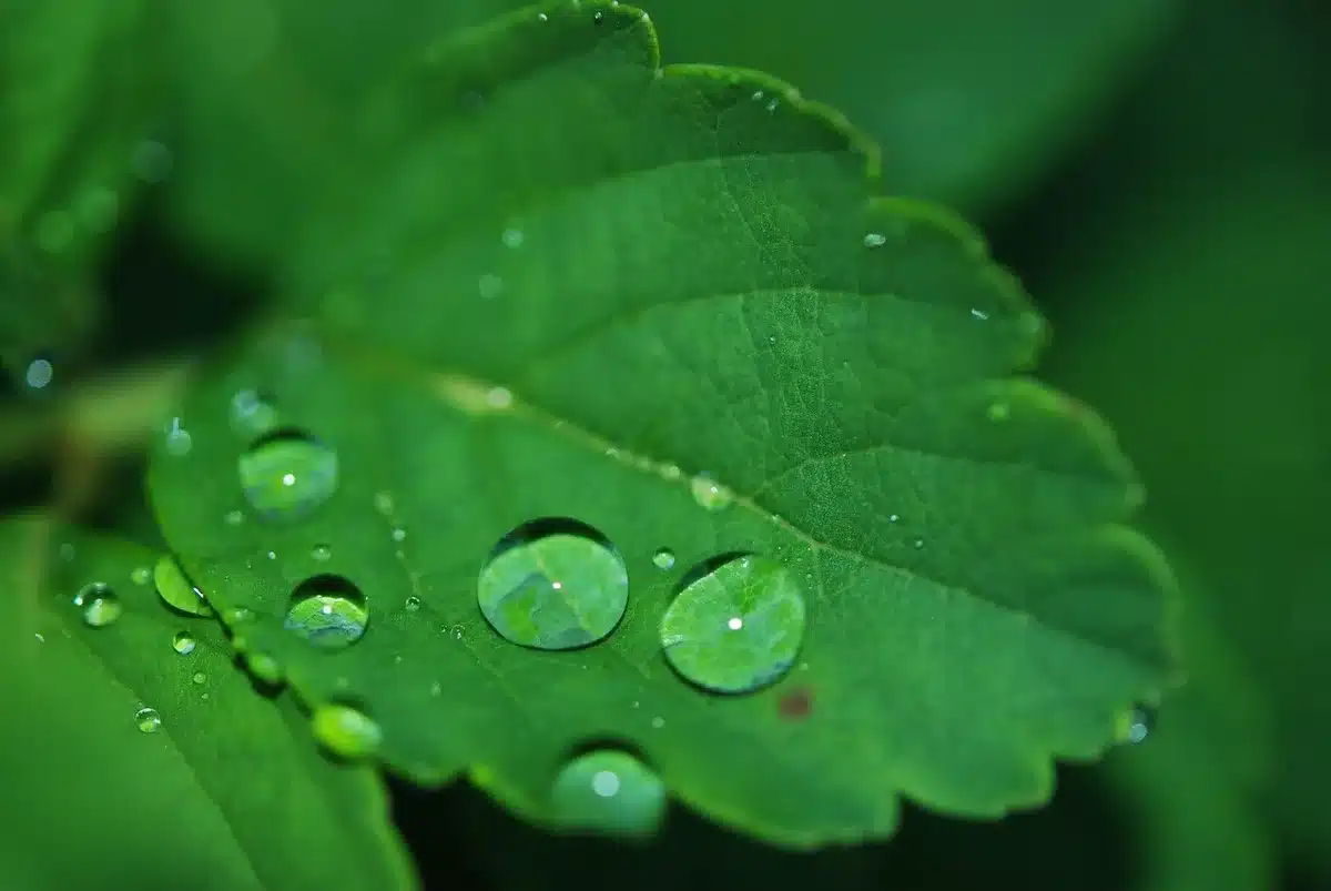 Feuilles humides collées au sol après la pluie